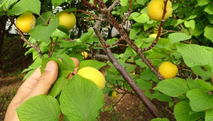 Mersin’de kayısı hasadı rekorla devam ediyor! Üreticiyi sevindiren rakam
